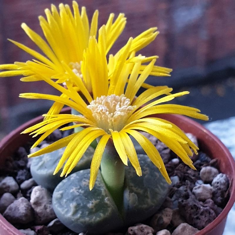 Lithops_lesliei_ssp._lesliei_var._lesliei_C033_3.jpg